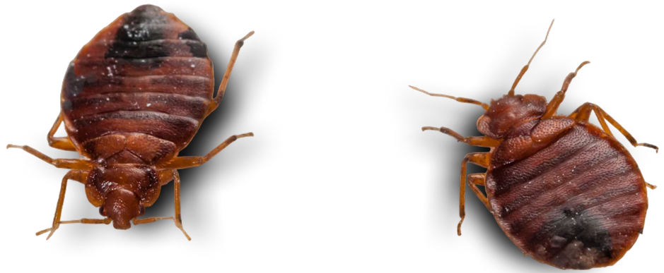 bedbug
