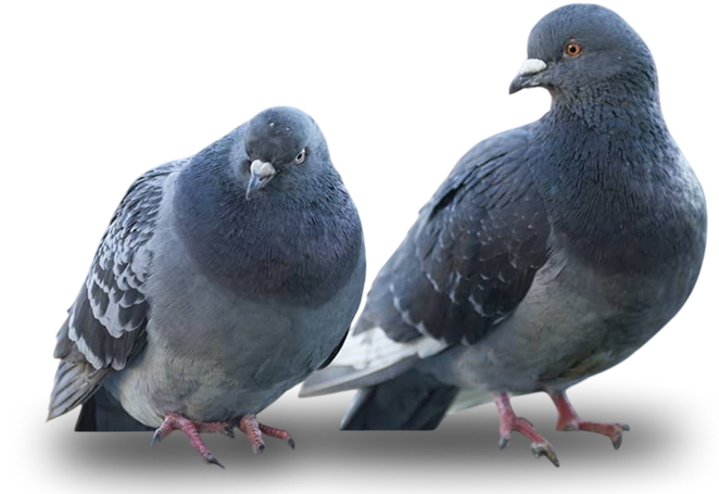 bird