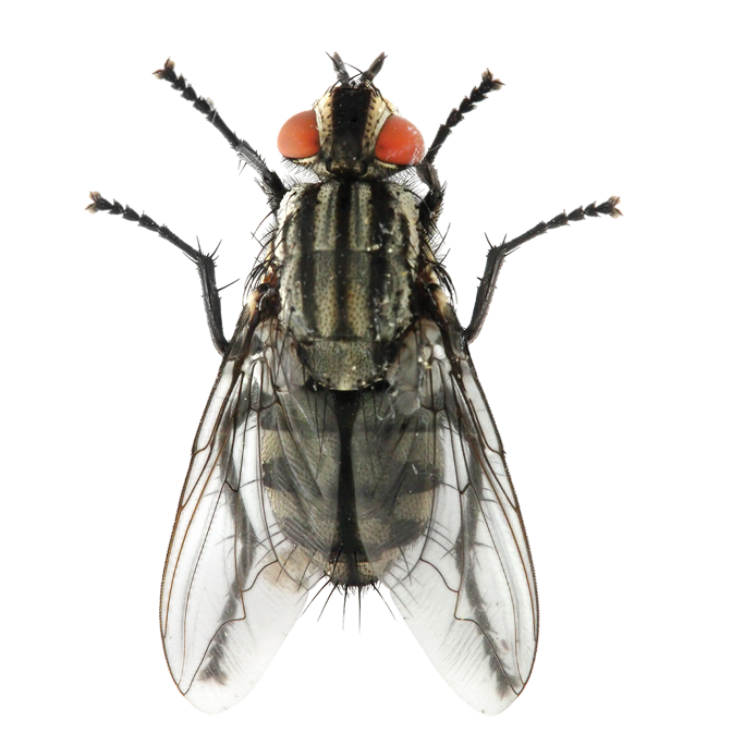 fly