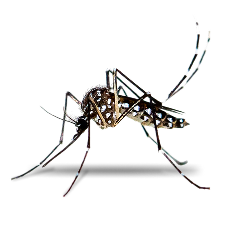 mosquito