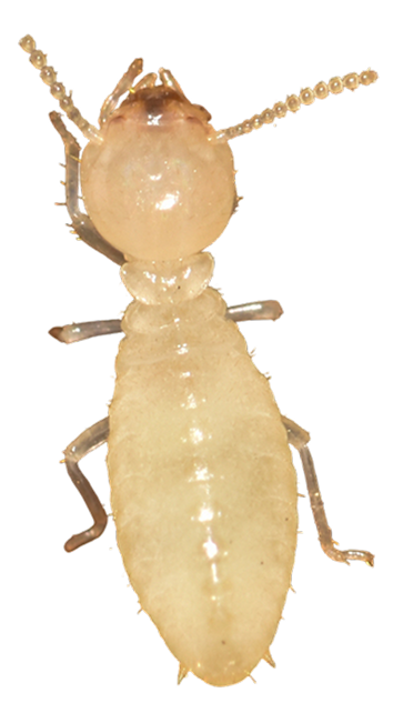 termites